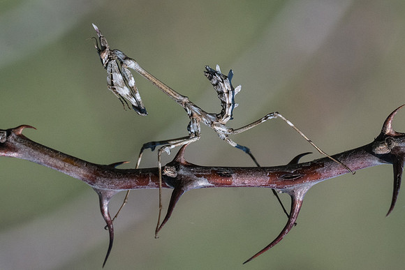 Empusa-6913