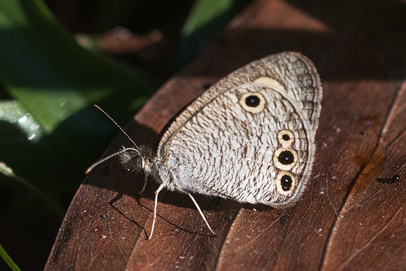 Ypthima huebneri-3756 - Chiang Rai - 21/11/23