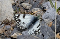 Pontia callidice-2379