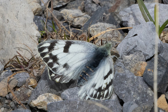 Pontia callidice-2379