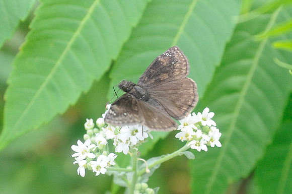03072012-Erynnis baptisiae-9877