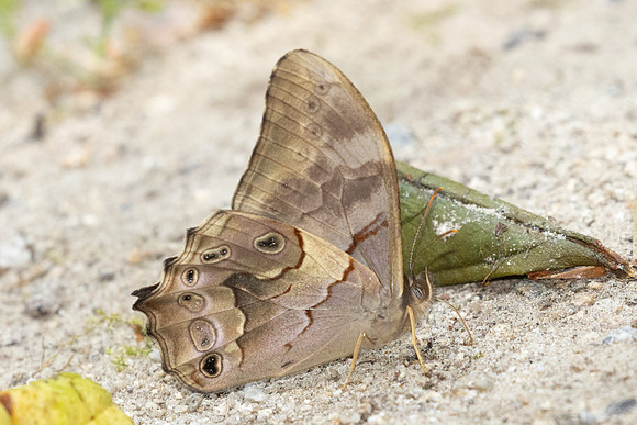 Lethe chandica-3724 -- Doi Inthanon - 23/03/25
