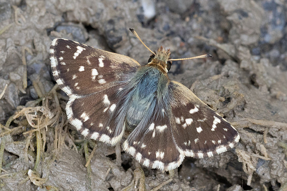 Spialia sertorius-0171 - Argentière la Bessée - 23/06/25