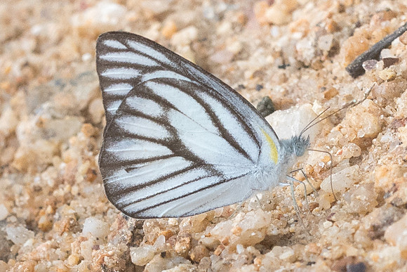Appias olferna olferna -8547- Koh Samui - 16/03/23