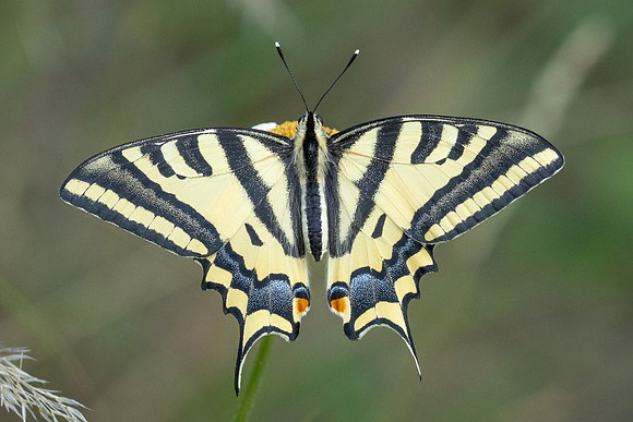Papilio alexanor-2712