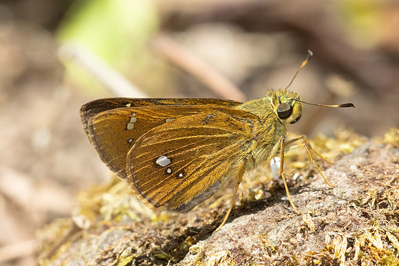 Polytremis eltola -4891 - 1Doi Inthanon, Siribhume waterfall - 23/03/24