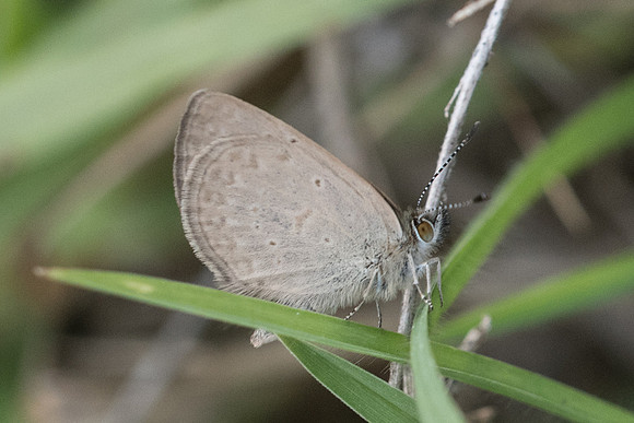 Zizeria knysna-7521 - Malaga - 7/03/22