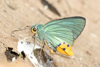 Choaspes benjaminii-1879 - Chiang Dao - 19/03/25