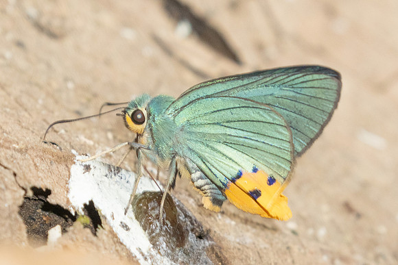 Choaspes benjaminii-1879 - Chiang Dao - 19/03/25
