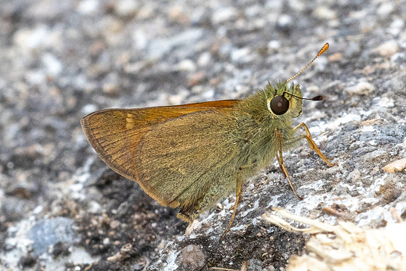 Ochlodes brahma-4977  - Doi Inthanon - 23/03/24