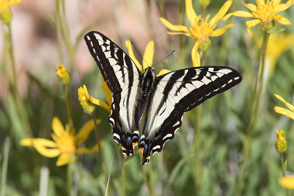 -Papilio eurymedon -4959- 04062015