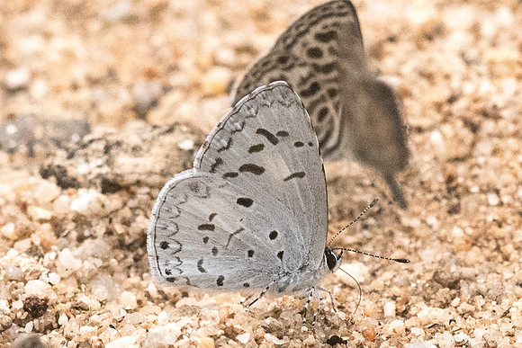 Celatoxia marginata-4198- Chiang Dao - 12/03/23