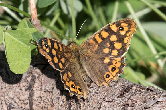 Pararge aegeria-8563