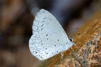 Udara placidula-4315 - Chiang Dao - 22/03/24
