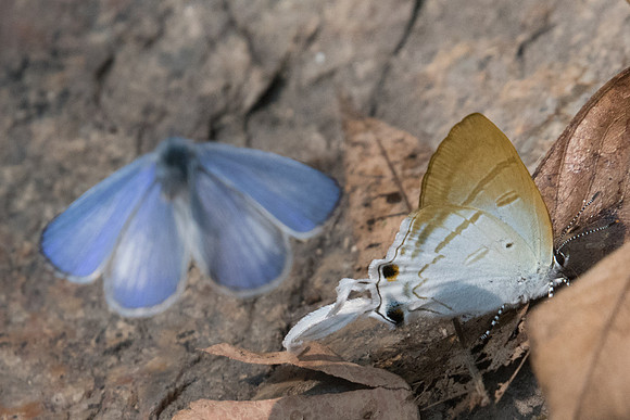Zeltus amasa amasa-3969 - Doi-Suthep 8/03/23