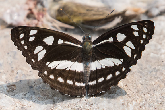 Phaedyma columella-3564 - Doi-Suthep - 8/03/23
