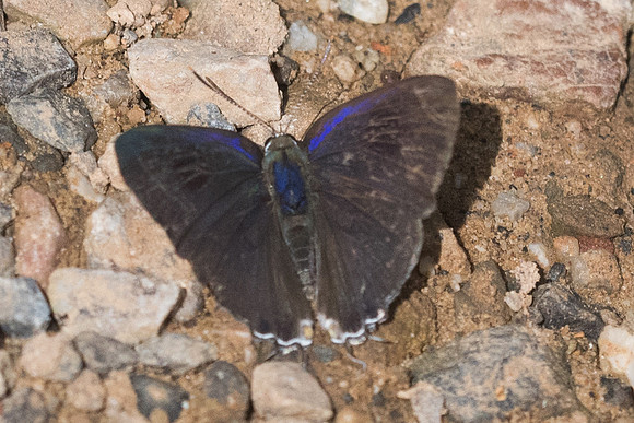Hypolycaena erylus-1494 - Chiang Dao - 16/11/23