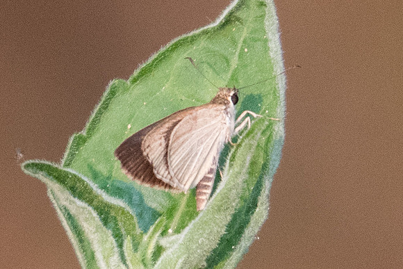 Suada swerga-4624 Doi Suthep - 9/03/2023