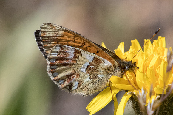 Boloria napaea -7274 - Cervieres -  18/07/22