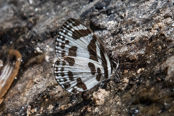 Discolampa ethion ethion-0893 - Doi-Suthep - 13/11/23