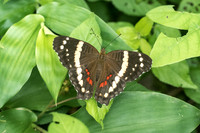 Anartia fatima-2167