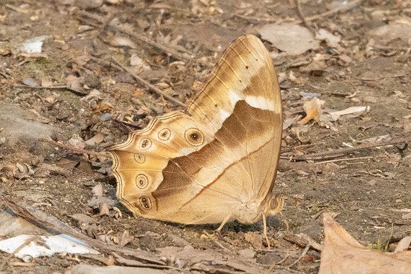 Lethe mekara-0958 - Chiang Dao - 17/03/25