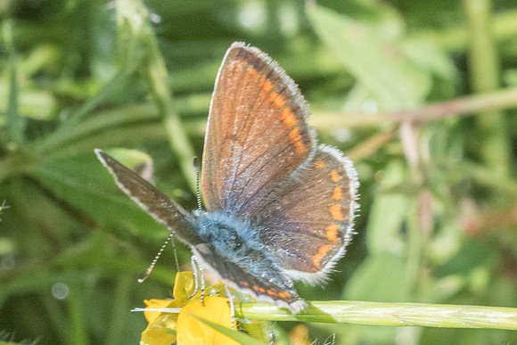 Polyommatus icarus-7504 - Venaco - 12/06/23