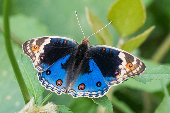 Junonia orithya-5065 - Phanom Bencha Mountain - 23/11/23