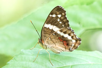Anartia fatima