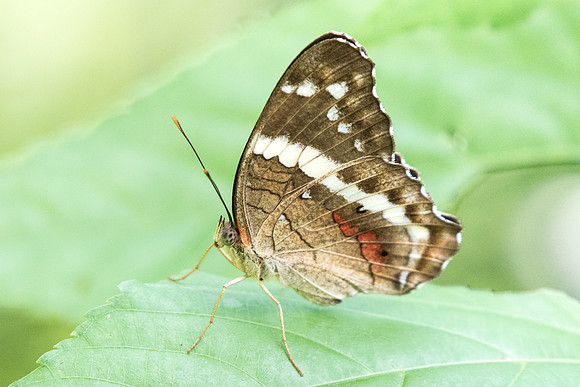 Anartia fatima-0855