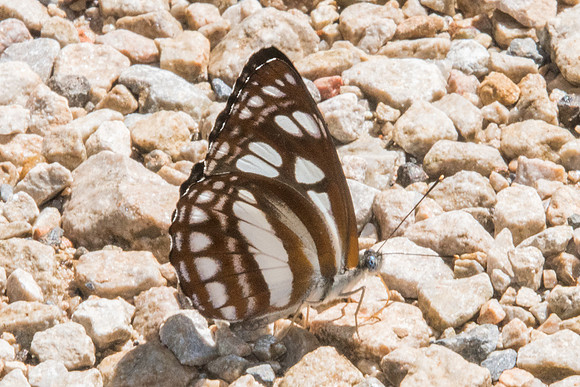 Phaedyma columella-8387  - Chiang Dao - 14/11/23