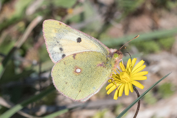 Colias hyale-4892 - Alexandroupoli - 12/04/22 -