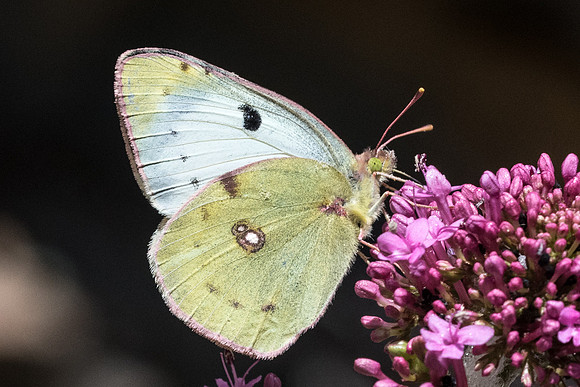 Colias hyale-0176 - Gourdon - 19/05/21