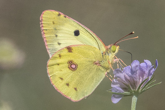 Colias hyale-3425 - Argentière la bessée - 19/07/22