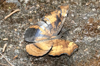 Laringa horsfieldii glaucescens ♀-5902