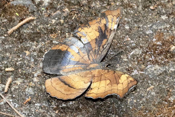 Laringa horsfieldii glaucescens ♀-5902