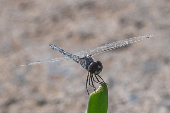 Urothemis edwardsii id--2931 - Mascate 2/11/22