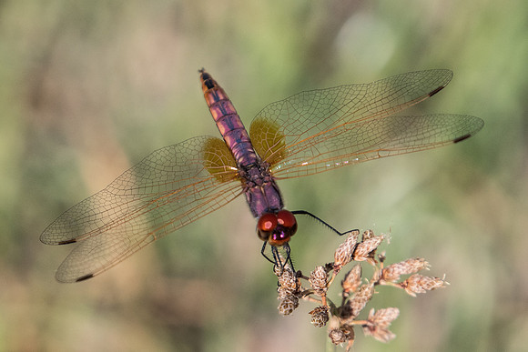 Trithemis annulata libellule-6471