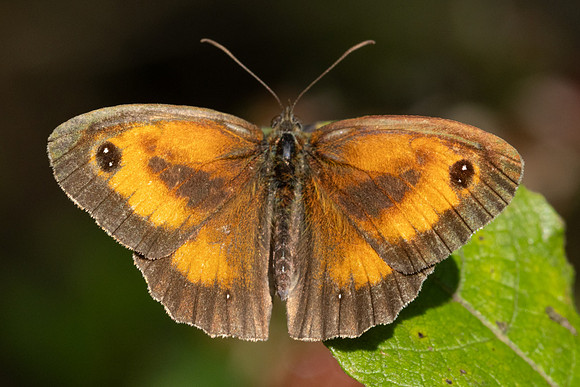 Pyronia tithonus ♂-8283 - Croissy-Beaubourg - 2/08/24