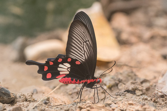 Pachliopta aristolochiae goniopeltis-4993 - Chiang Dao - 12/03/23