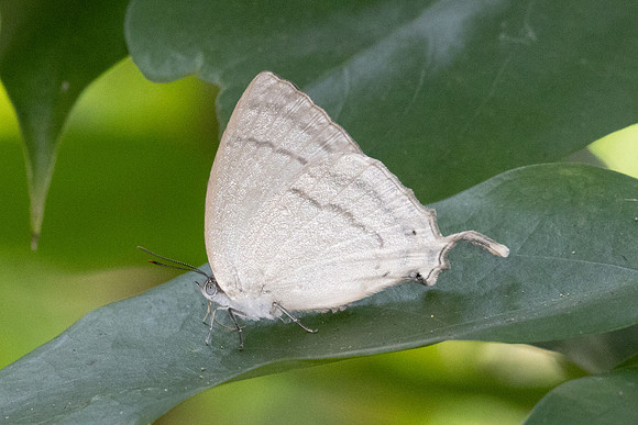 Drina dodina-5885 - Doi-Suthep - 25/03/24