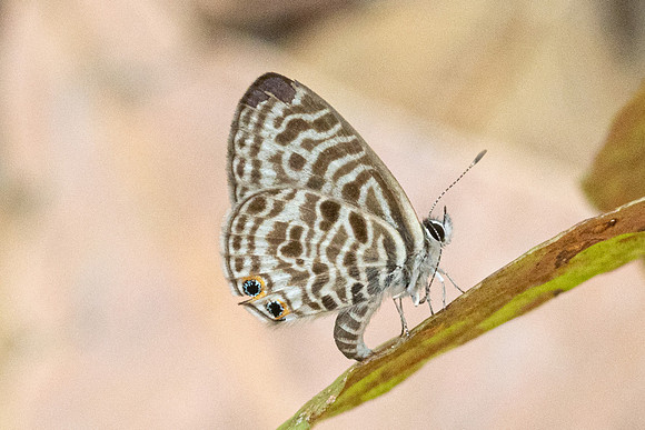 Leptotes plinius-1821 - Chiang Dao - 17/03/24