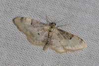 Idaea filicata -8562