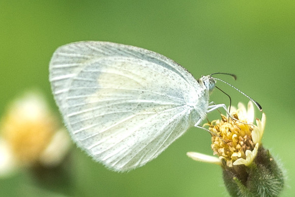 Eurema daira-1394