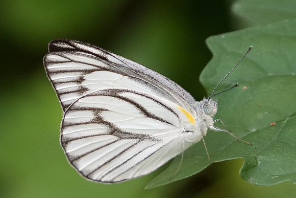 Appias olferna olferna ♂ -9577 - Koh Samui - 16/03/23