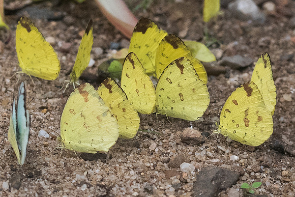 Eurema hecabe -5925- Chiang Dao  - 12/03/23