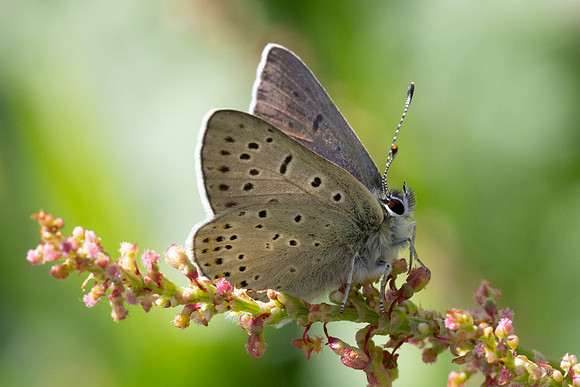 Lycaena tityrus ssp subalpinus-1551