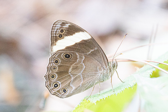 Lethe verna-2939 - Doi Suthep 1577m  - 21/03/25