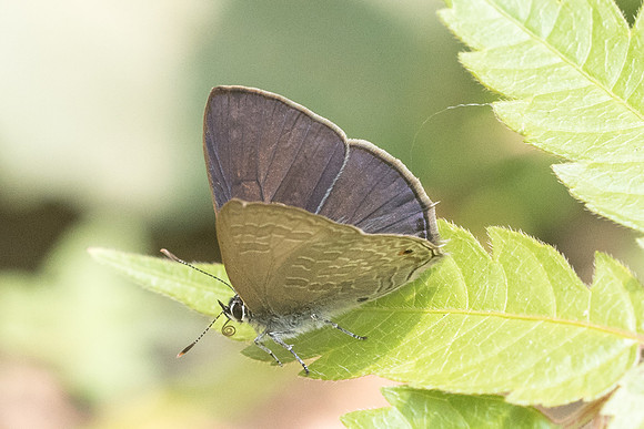 Anthene emolus-1394 - Chiang Dao - 11/03/23