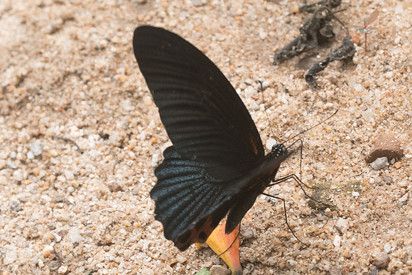 Papilio memnon agenor ♂-4533 - - Chiang Dao  - 12/03/23